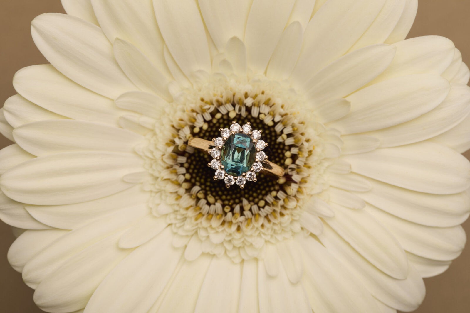 Collection ella banner