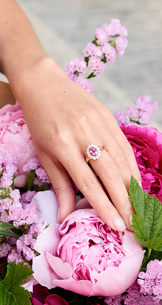 Saphir Rose